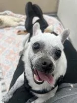 Lou thumbnail 3