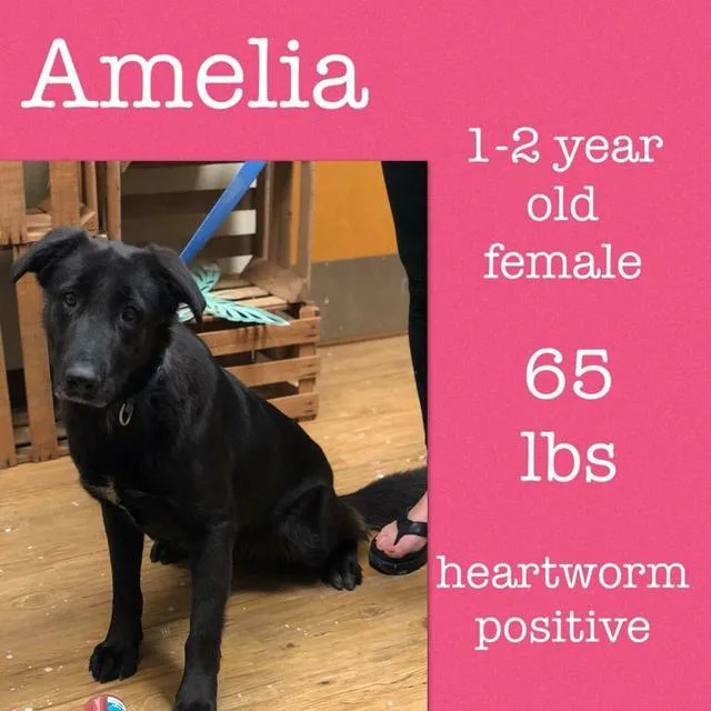 Amelia