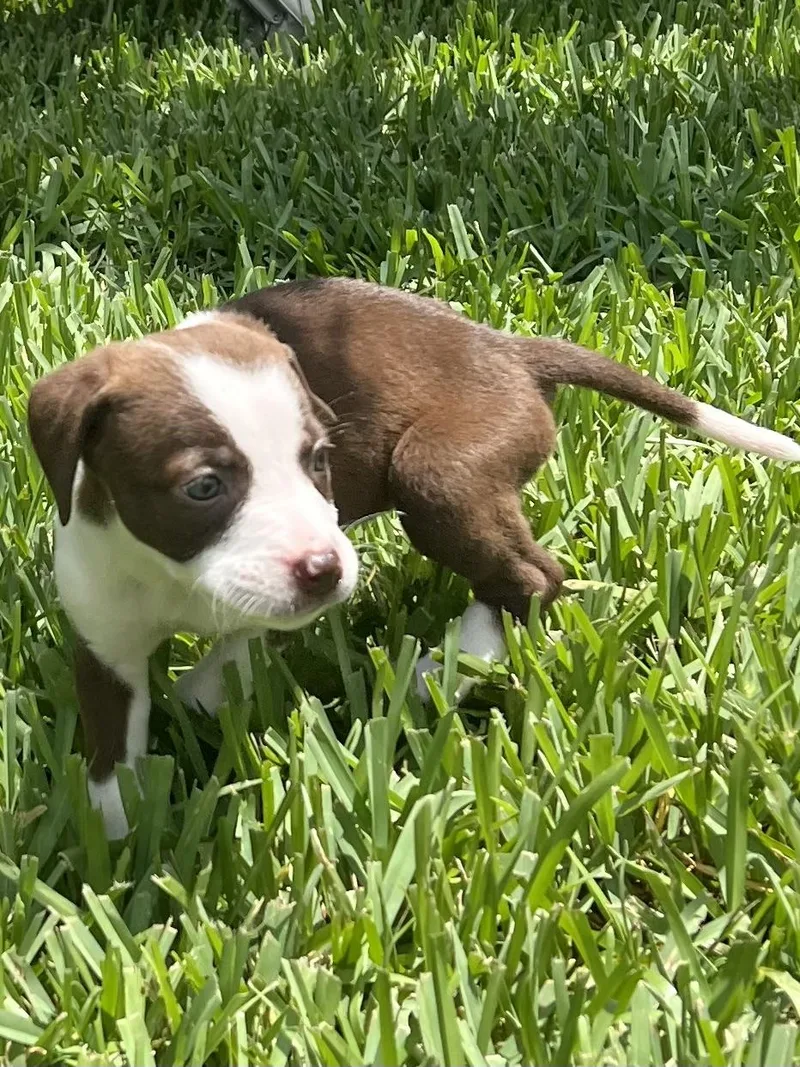 Ellie