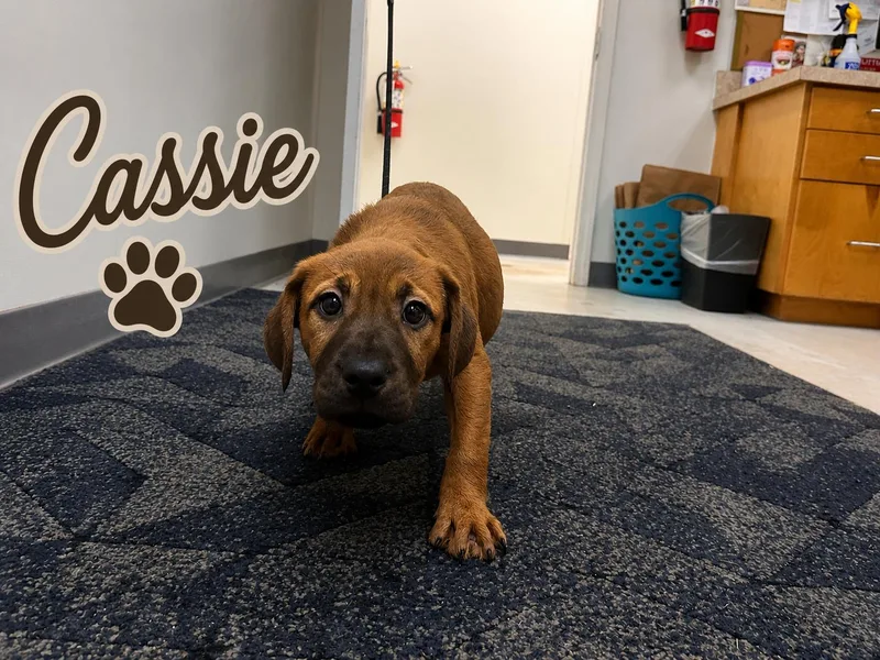 A baby medium-sized female Labrador Retriever dog named Cassie for adoption in Carmel, NY