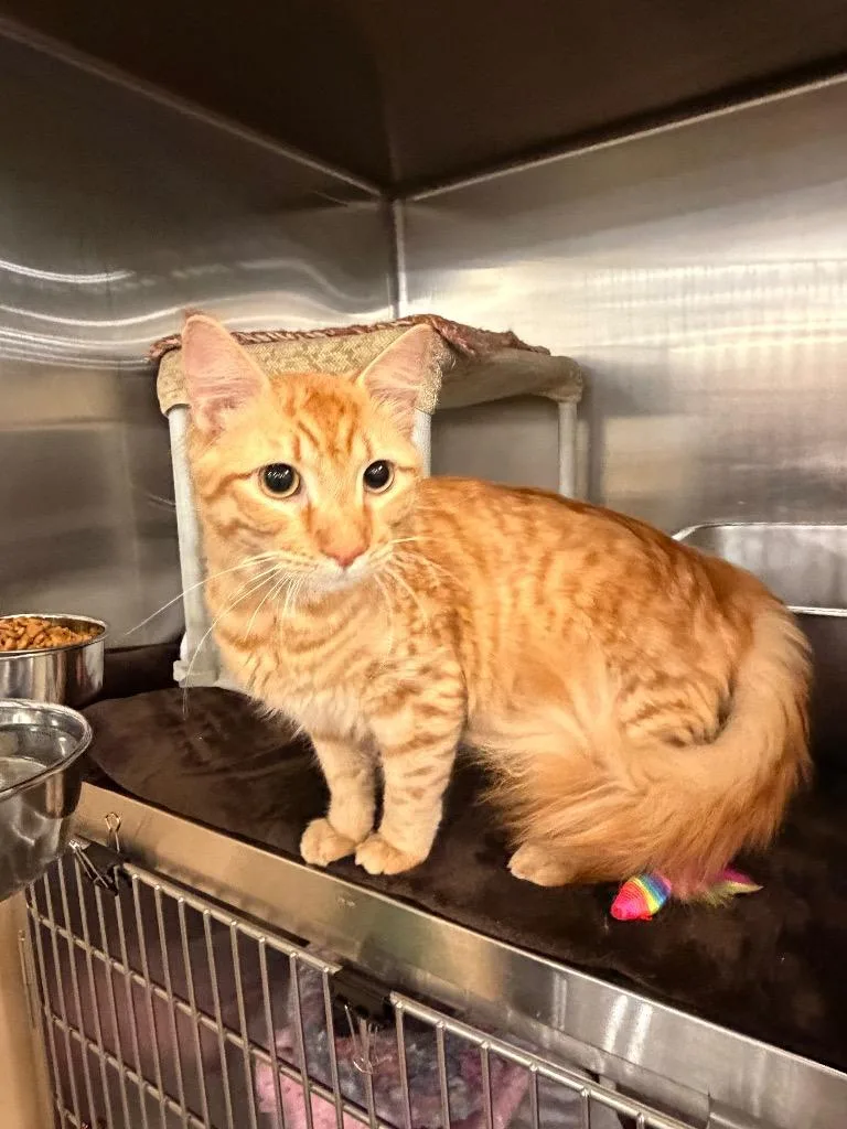 A baby medium-sized male Domestic Medium Hair cat named Fireball Freddie for adoption in Newnan, GA