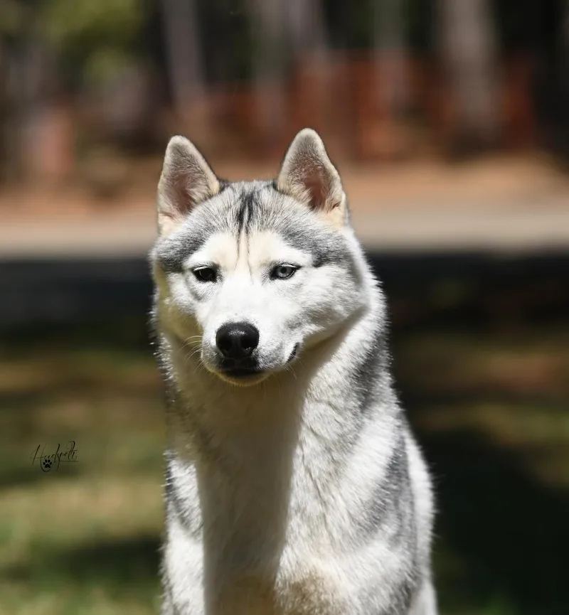 A young medium-sized male Gray / Blue / Silver Siberian Husky dog named Dandy for adoption in Campbell, CA