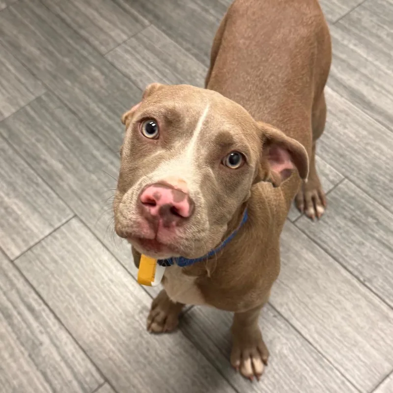 A young medium-sized male Yellow / Tan / Blond / Fawn Mixed Breed dog named Montana for adoption in Jacksonville, FL