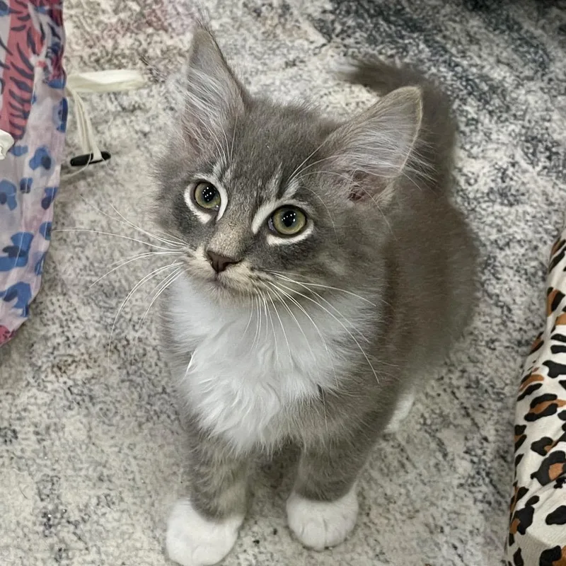 A baby small-sized male Gray / Blue / Silver Domestic Medium Hair cat named Scrat for adoption in Fairmont, WV