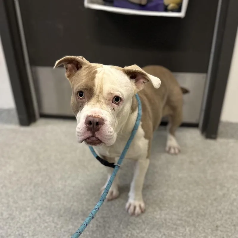 An adult medium-sized male Apricot / Beige Mixed Breed dog named Gator for adoption in Hinsdale, IL