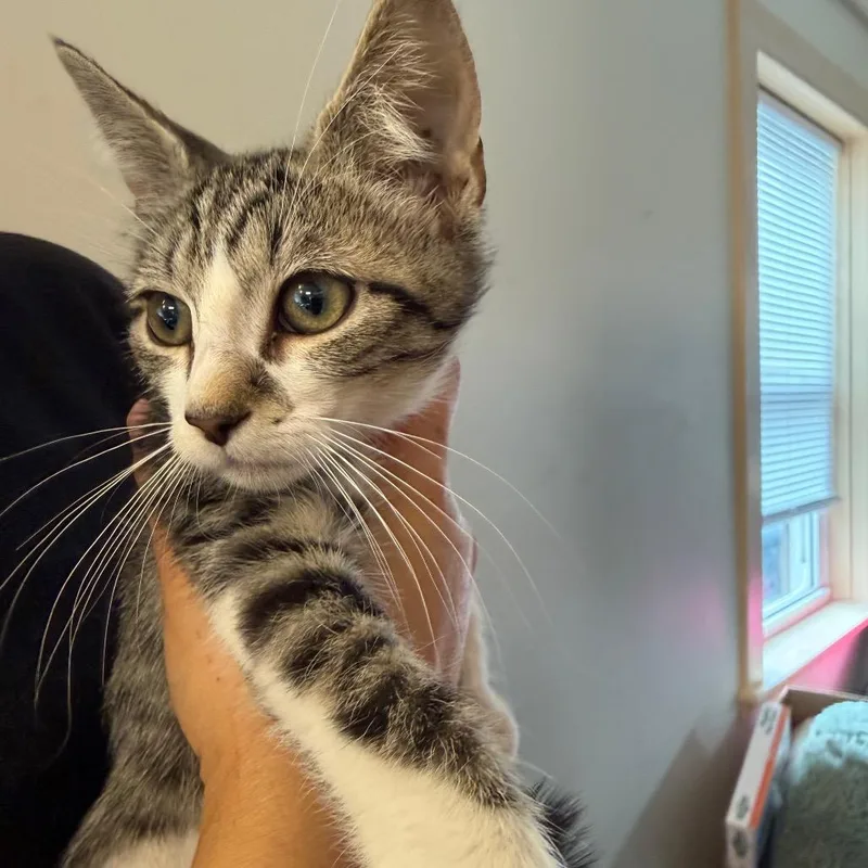 A baby small-sized male Brown / Chocolate Domestic Short Hair cat named Hades for adoption in Pasadena , MD