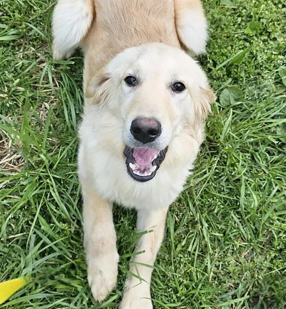 A young medium-sized female Yellow / Tan / Blond / Fawn Mixed Breed dog named Jigglypuffx for adoption in Nashville, TN