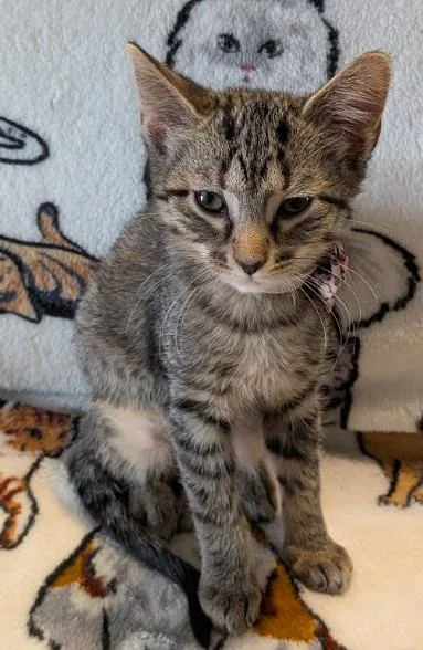 A baby medium-sized female Tabby (Brown / Chocolate) Domestic Short Hair cat named Shrimp for adoption in Indianapolis, IN