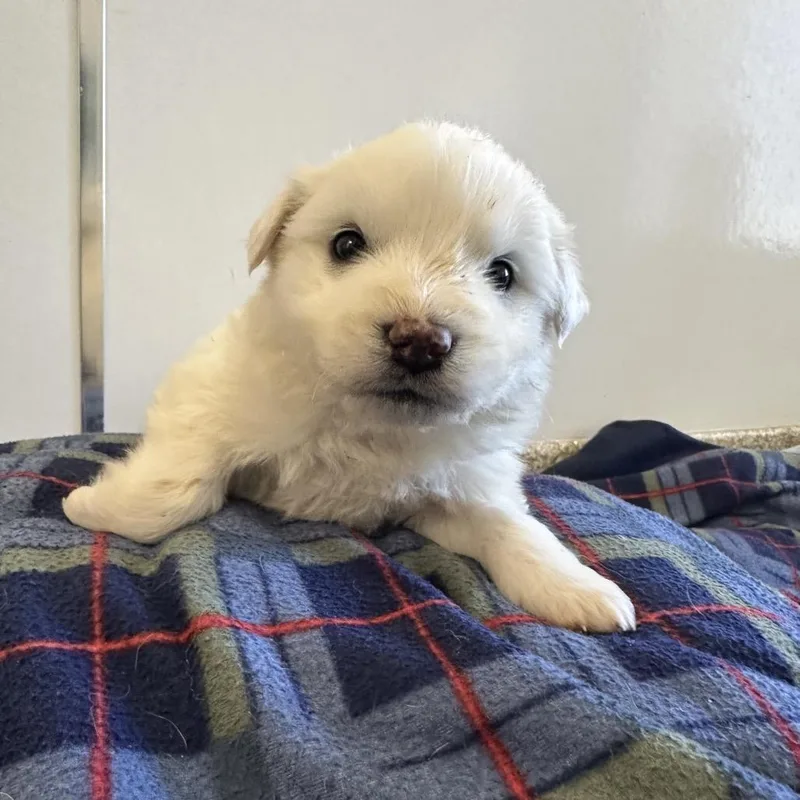 Dumpling thumbnail 2