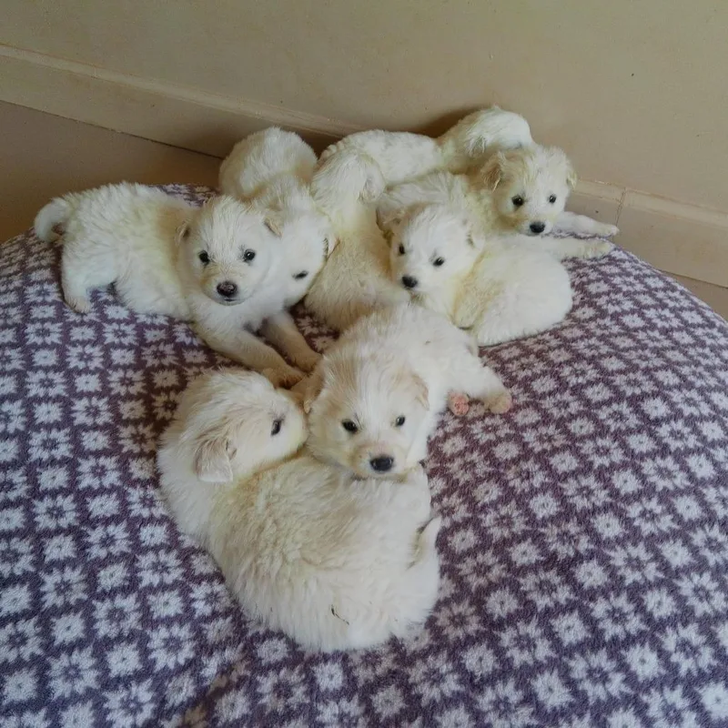 Dumpling thumbnail 3