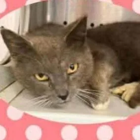An adult large-sized male Gray / Blue / Silver Domestic Short Hair cat named Jack for adoption in Washington, DC