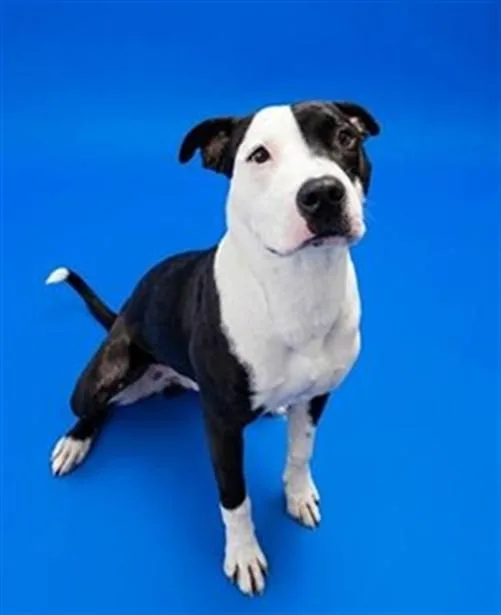 A young medium-sized male Mixed Breed dog named Bandit for adoption in Jacksonville, FL