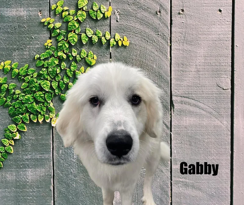 Gabby thumbnail 2