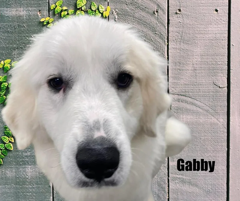 Gabby thumbnail 3