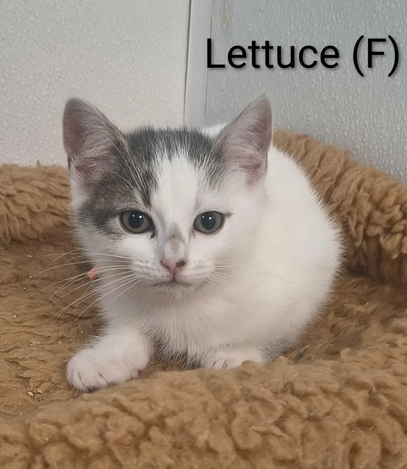 A baby medium-sized female Domestic Short Hair cat named Lettuce for adoption in Saugerties, NY