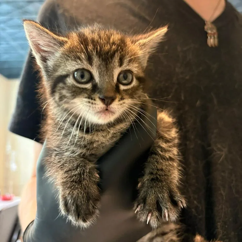 A baby small-sized male Black Domestic Short Hair cat named Mango for adoption in Huntington, WV