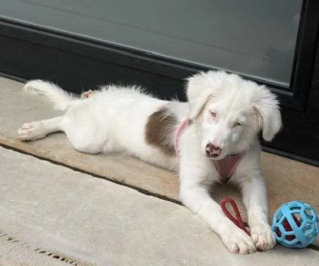 A baby medium-sized female Australian Shepherd dog named Skye for adoption in Wake Forest, NC