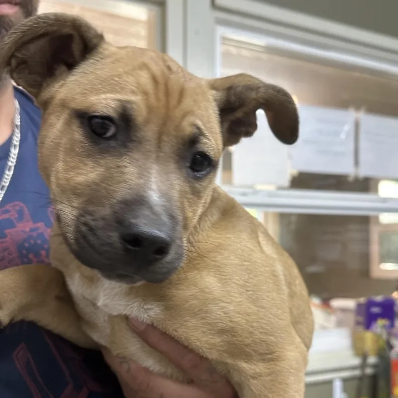A baby medium-sized male Yellow / Tan / Blond / Fawn Pit Bull Terrier dog named Delly for adoption in Coos Bay, OR