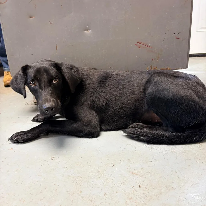 An adult medium-sized female Mixed Breed dog named Parrot for adoption in Saint Louis, MO