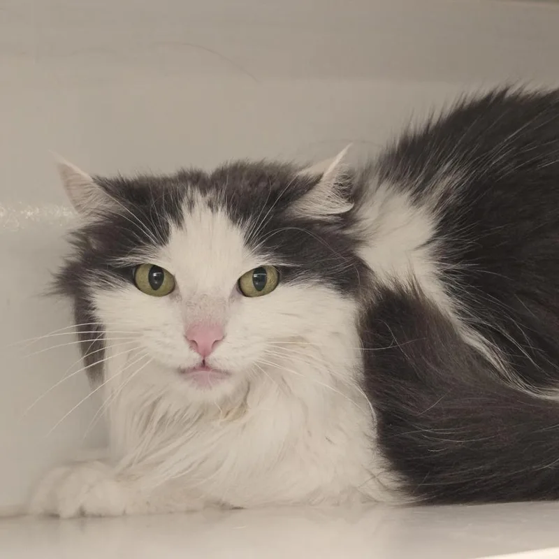 A senior small-sized female Domestic Long Hair cat named Mipha for adoption in Los Angeles, CA