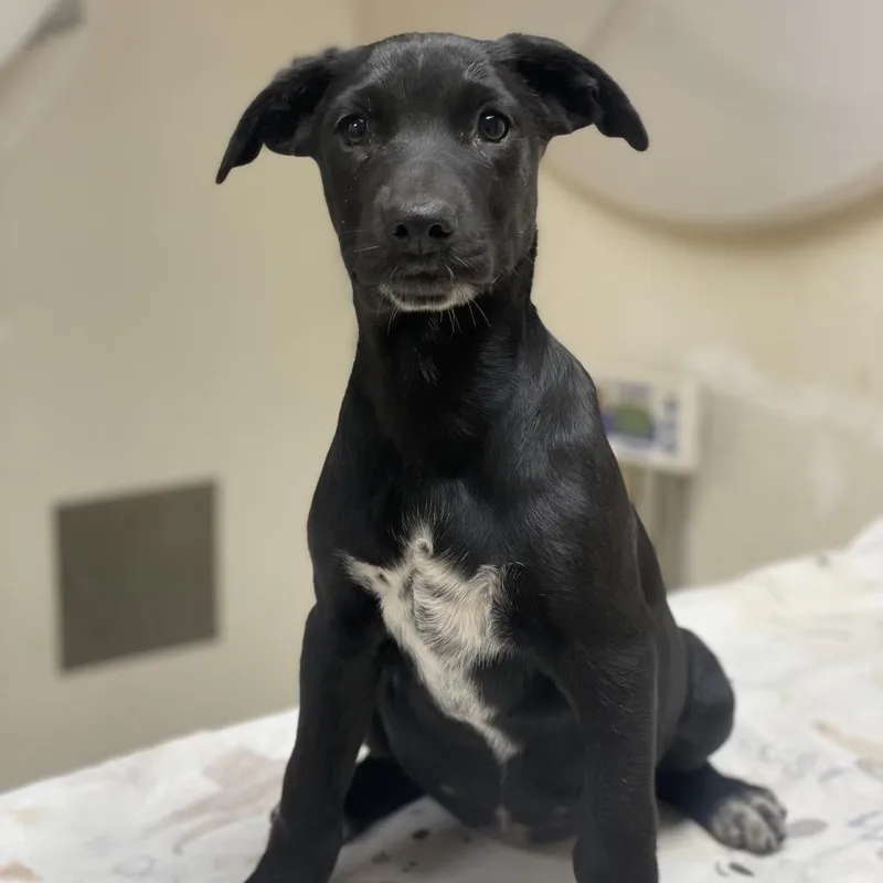 A baby small-sized female Black Shepherd dog named Cardi Bork for adoption in Riverside, CA