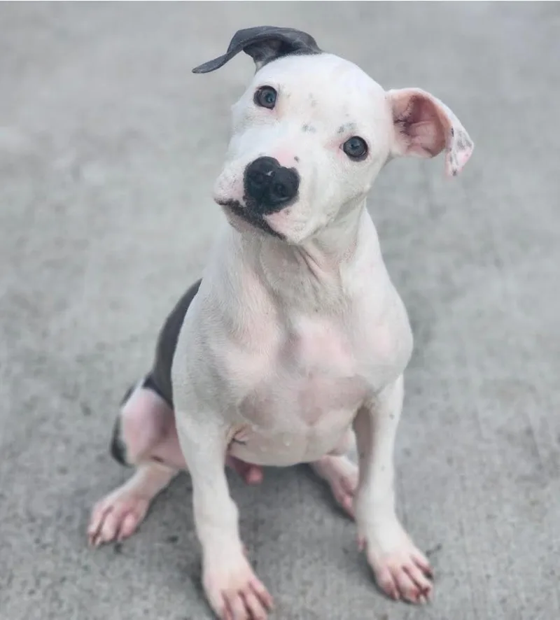 A baby medium-sized male Mixed Breed dog named Gustavo for adoption in Detroit, MI