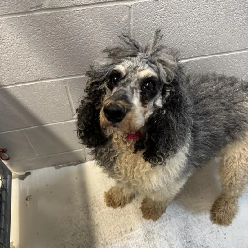 An adult medium-sized male Gray / Blue / Silver Poodle dog named Colby for adoption in Delaware, OH