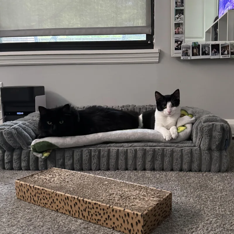A baby medium-sized male Black & White / Tuxedo Domestic Short Hair cat named Cheese Roll for adoption in Columbus, OH