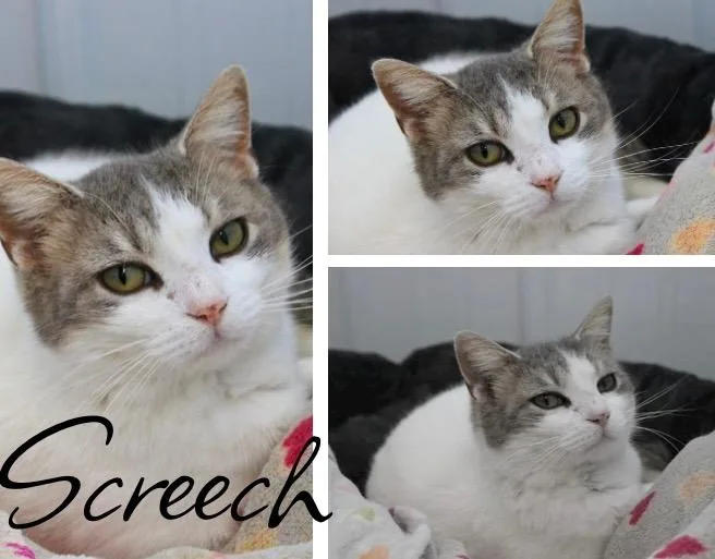 A young medium-sized female Domestic Short Hair cat named Screech for adoption in Pierceton, IN