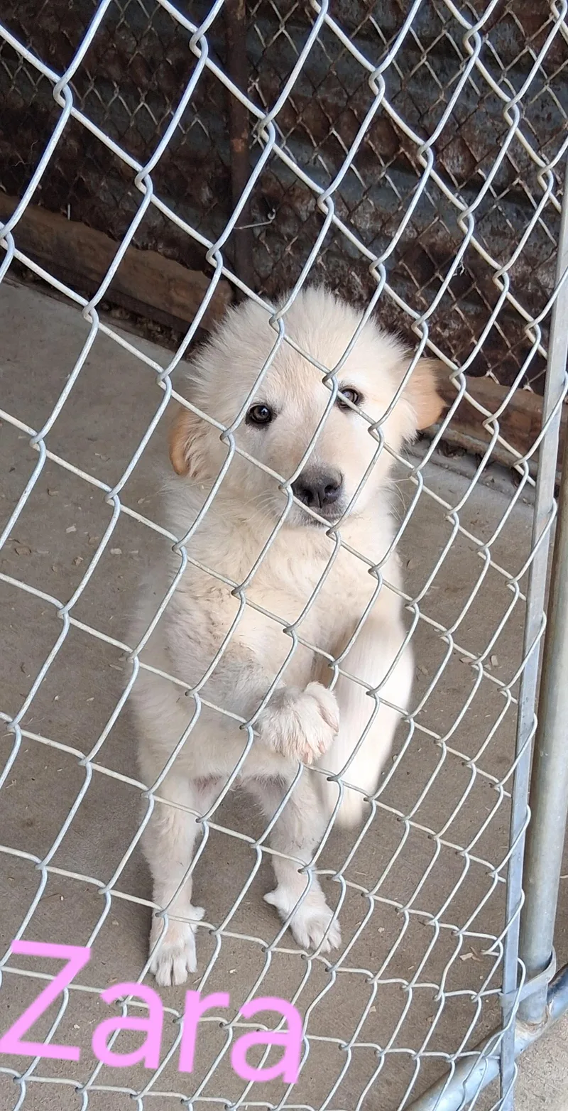 A baby medium-sized female Great Pyrenees dog named Zara for adoption in Lynchburg, TN