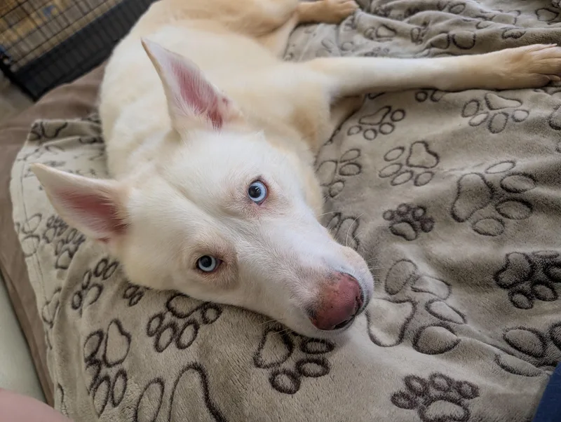 An adult medium-sized female White / Cream Husky dog named EverestEvvy for adoption in Port Washington, NY