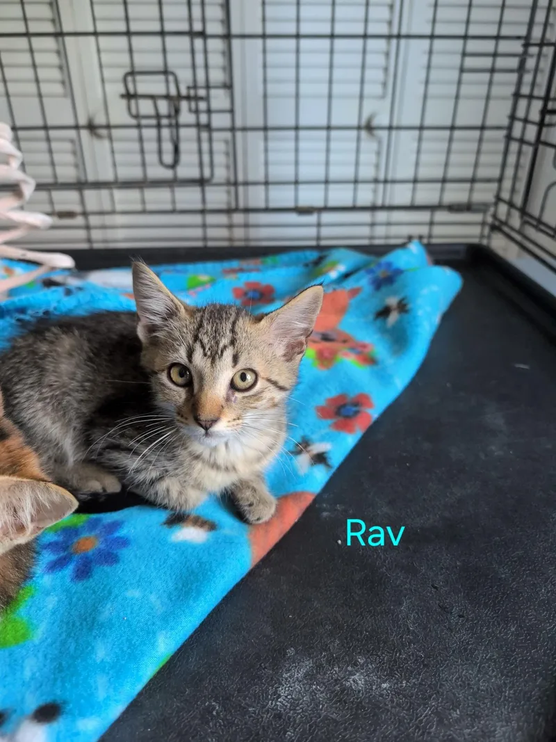 Rav