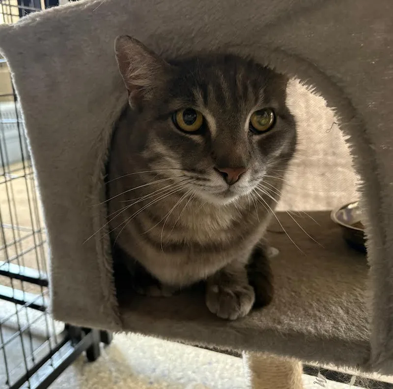 An adult medium-sized female Tabby (Gray / Blue / Silver) Domestic Medium Hair cat named Ruby for adoption in Carson City, NV