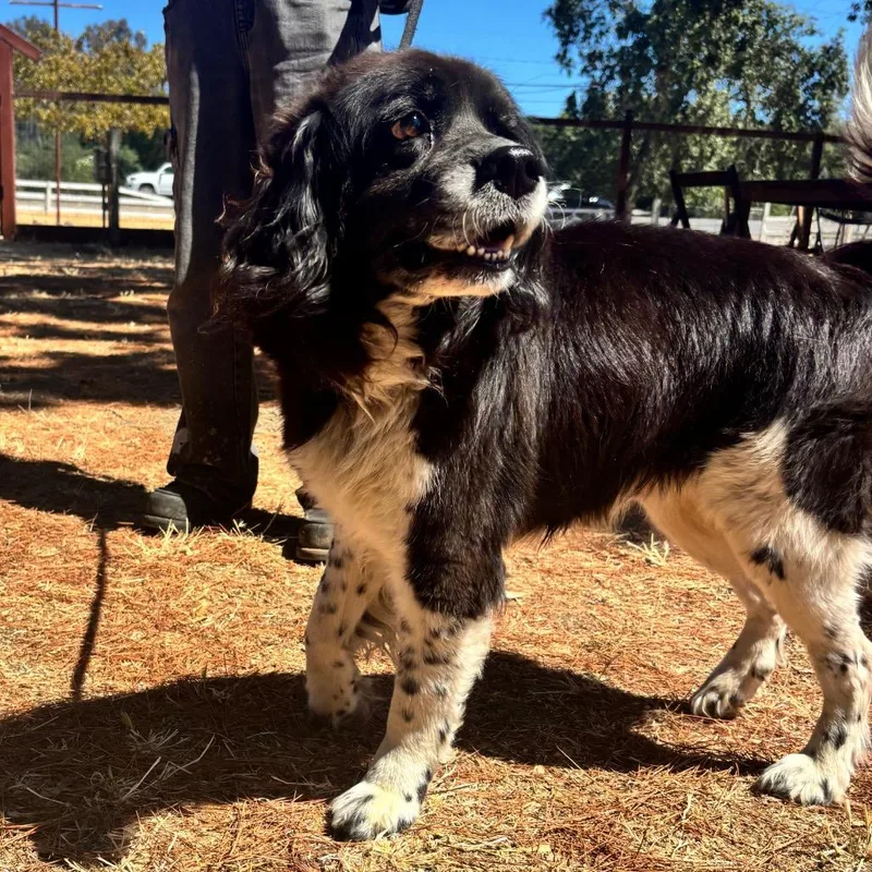 An adult medium-sized male Black Spaniel dog named Gideon for adoption in Sonoma, CA