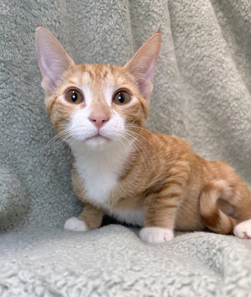 A baby medium-sized female Tabby (Orange / Red) Domestic Short Hair cat named Reba for adoption in Greensboro, NC