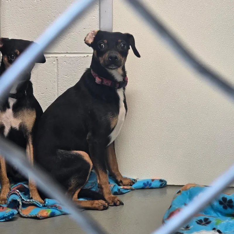 An adult small-sized male Bicolor Chihuahua dog named DumDum for adoption in Saint Marys, PA