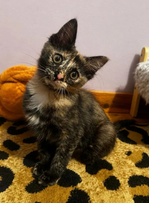 A baby small-sized female Tortoiseshell cat named Rachel for adoption in Kenosha, WI