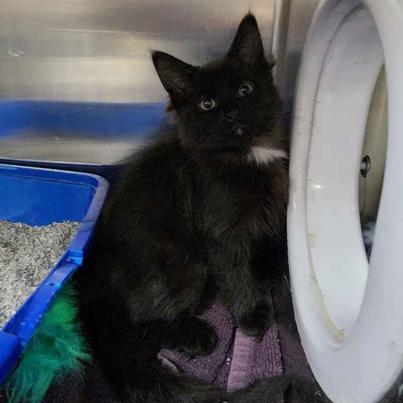 A baby small-sized male Black Domestic Medium Hair cat named Spoon for adoption in Grand Rapids, MI