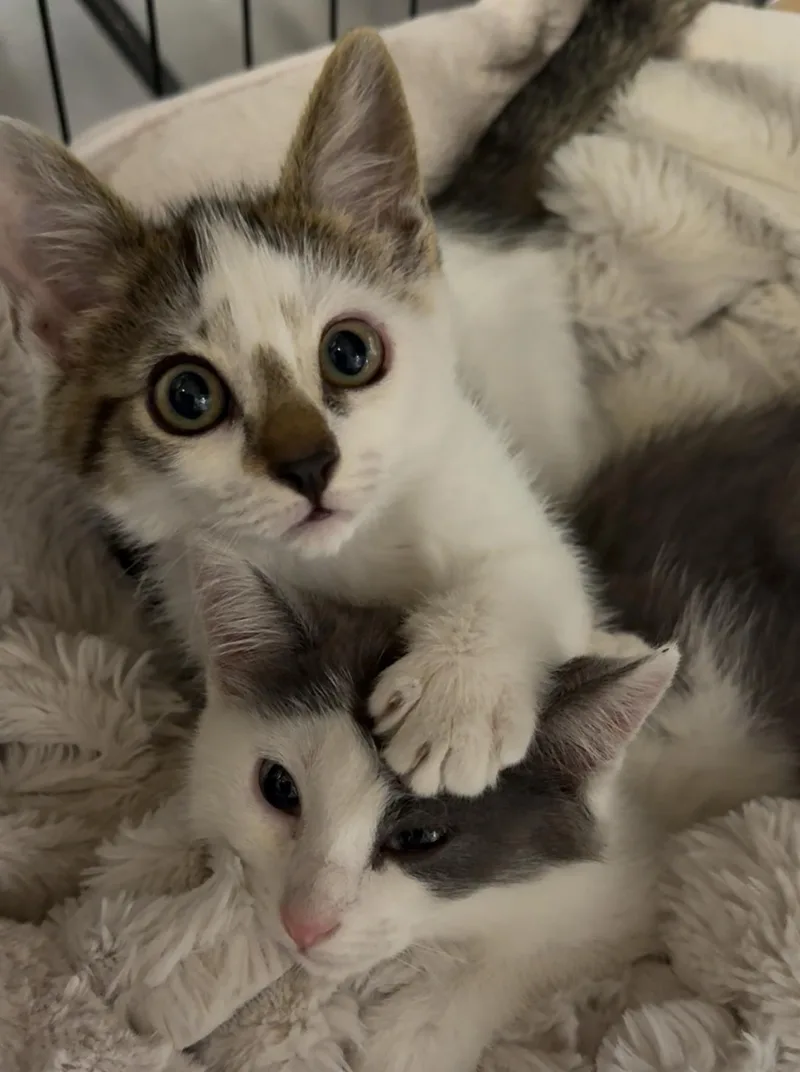 Sway And Tipsy thumbnail 2