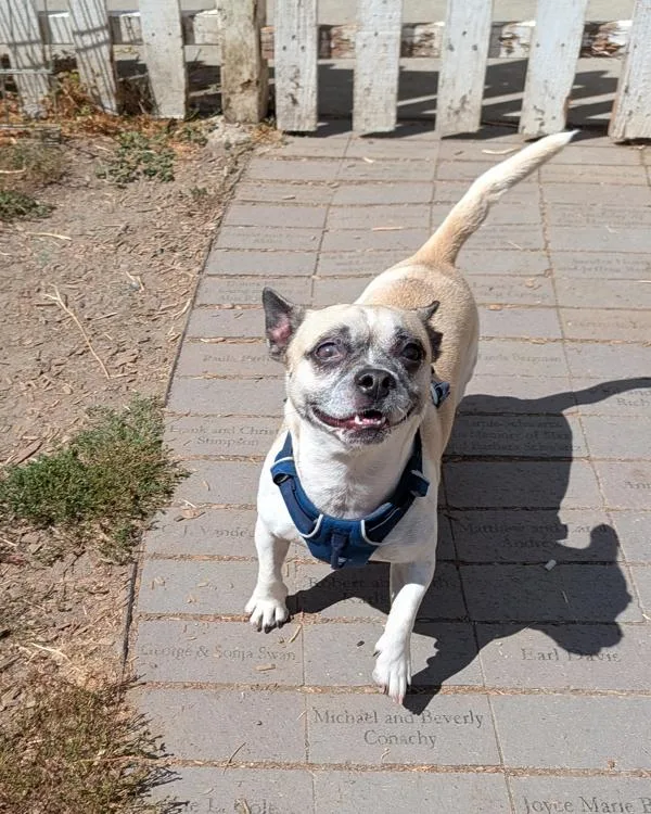 An adult small-sized male French Bulldog dog named Hoagie for adoption in Santa Rosa, CA