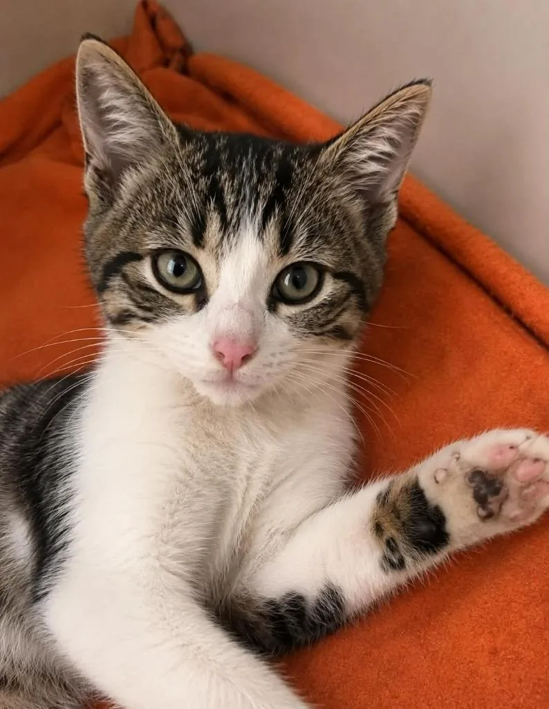 A baby small-sized female Domestic Short Hair cat named Rachel for adoption in Columbia, TN