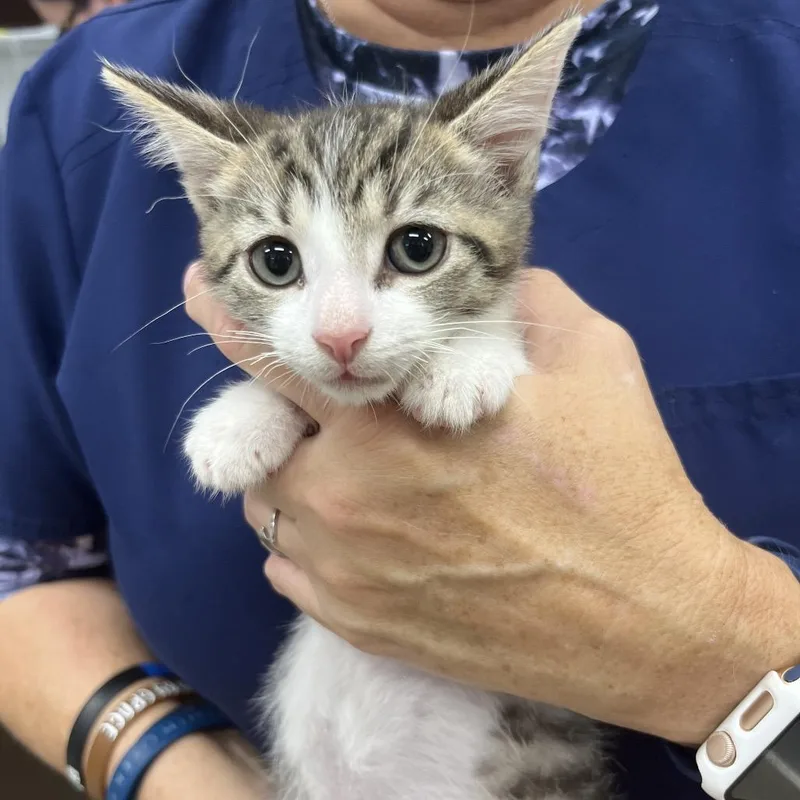 A baby small-sized male Brown / Chocolate Domestic Short Hair cat named Omlette for adoption in Marshall, VA