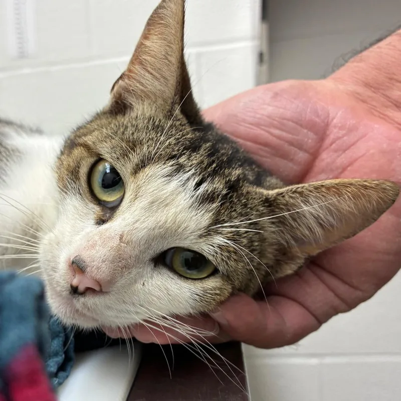 A young medium-sized male Brown / Chocolate Domestic Short Hair cat named Beans for adoption in Corpus Christi, TX