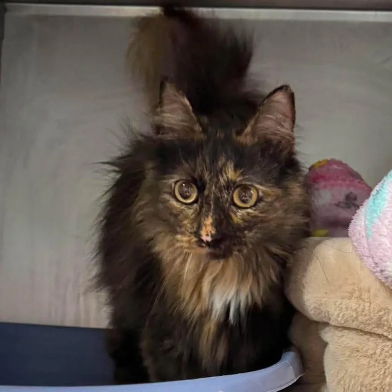 An adult medium-sized female Tortoiseshell Domestic Medium Hair cat named Paulene for adoption in Edwardsville, IL