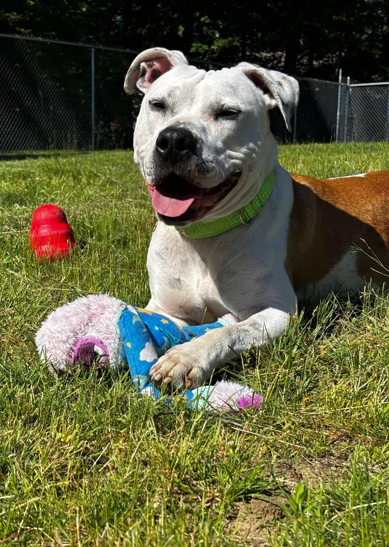 An adult medium-sized male White / Cream Terrier dog named Moose for adoption in Swansea, MA