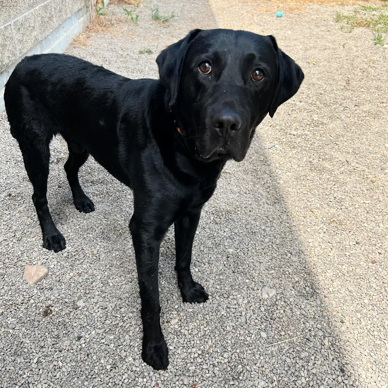 An adult large-sized male Black Labrador Retriever dog named River for adoption in Lindon, UT