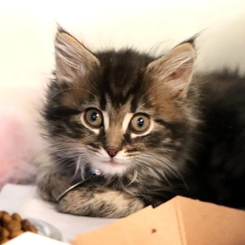 A baby small-sized male Domestic Short Hair cat named Stack for adoption in Port Washington, NY