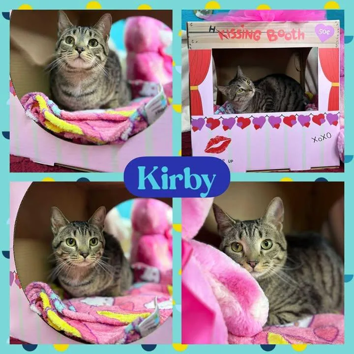 An adult medium-sized male Tabby (Buff / Tan / Fawn) American Shorthair cat named Kirby for adoption in Huntington, WV