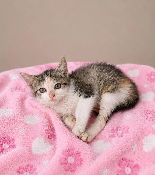 A baby small-sized female Domestic Short Hair cat named Junie for adoption in Lafayette, LA