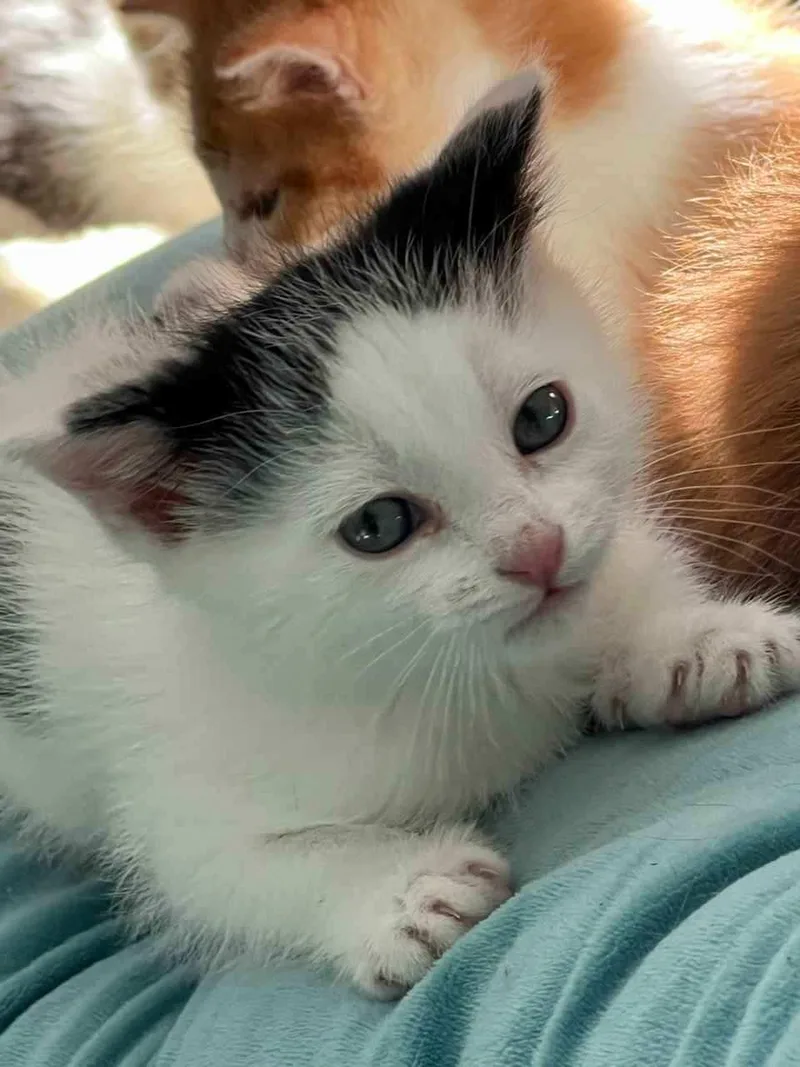 A baby small-sized female Black American Shorthair cat named Dot for adoption in Pinedale, WY